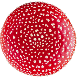 The first steps when using Amanita Muscaria - Microdosing Safety and Precautions
