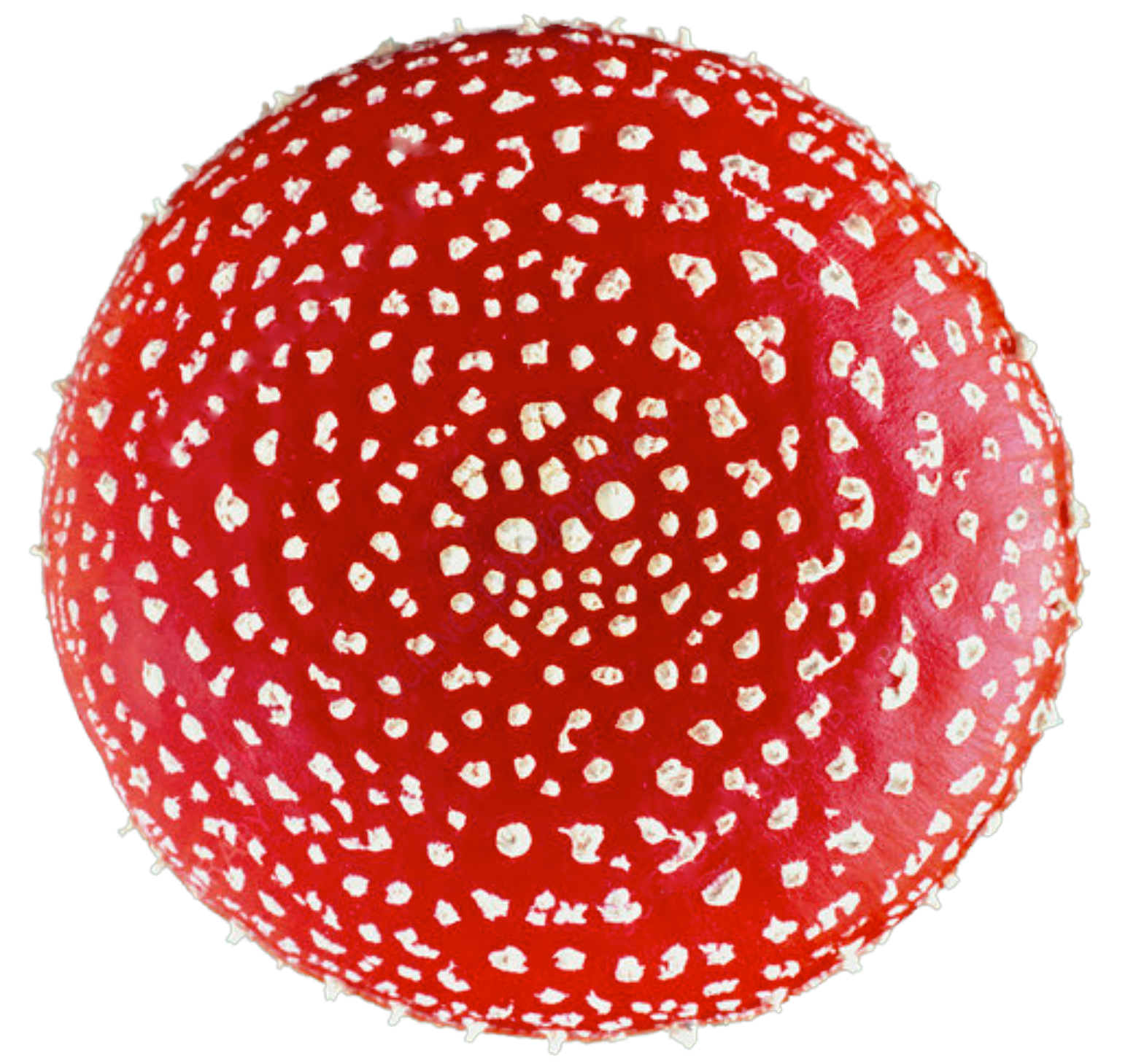 The first steps when using Amanita Muscaria - Microdosing Safety and Precautions